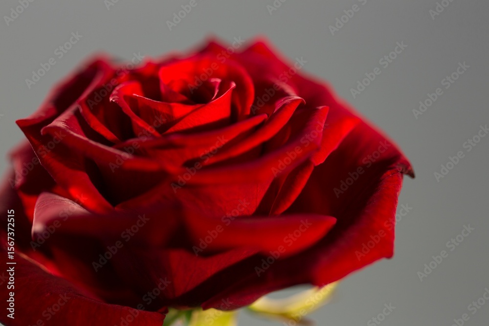 Fototapeta premium Vector art showing vibrant red rose opening velvety petals green stem on neutral grey backdrop