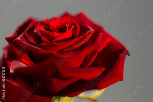Vector art showing vibrant red rose opening velvety petals green stem on neutral grey backdrop
