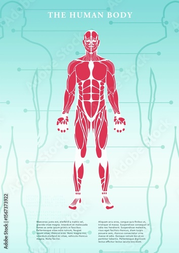 Human body structure poster
