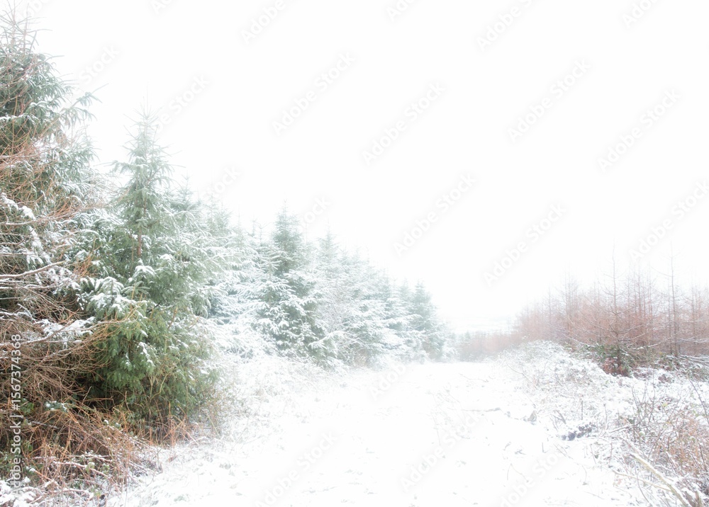 Fototapeta premium Flat design showing snowy clearing with dense evergreen conifer trees underbrush and bare shrubs