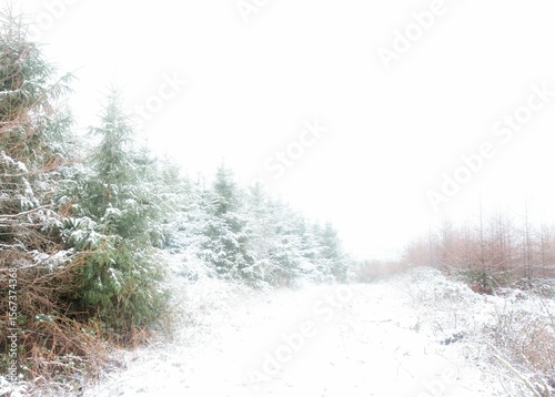 Flat design showing snowy clearing with dense evergreen conifer trees underbrush and bare shrubs