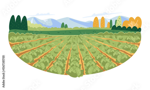 Landscape of cabbage farm on the mountain in flat illustration design style. Vector isolated on white background