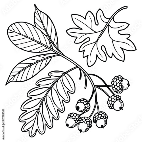 Autumn leaves and acorns illustration