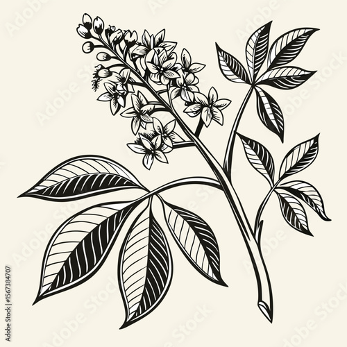 Botanical illustration chestnut branch
