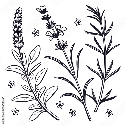 Botanical line art herbs