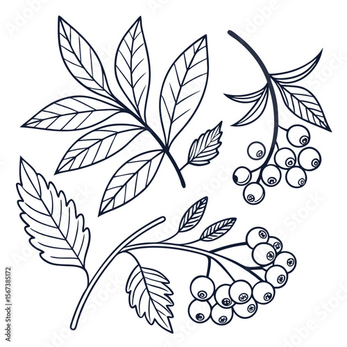 Botanical line art leaves and berries