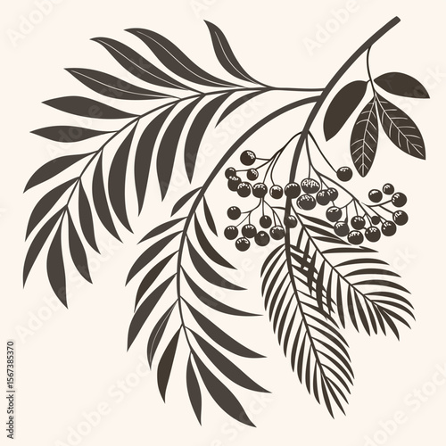 Black and white plant branch with berries