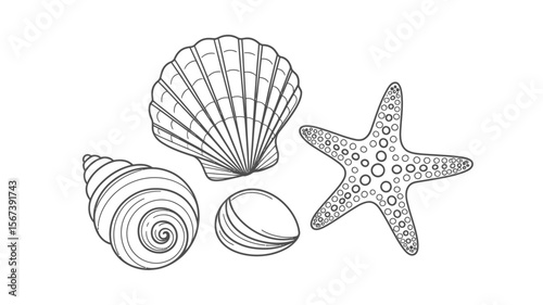 Collection of outline drawings of seashells and a starfish on a white background