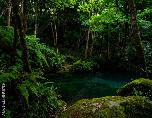 Mystical woodland pond at night with glowing cyan algae reflections and mossy stones. Soft ferns and floating light specks evoke a surreal, cinematic forest scene with ambient depth.