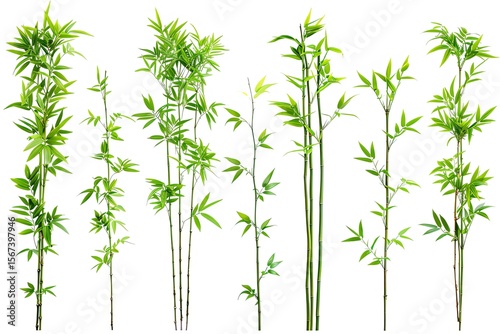 High Resolution Visual of Set of Dwarf Bamboo Plants for Ornamental Gardens