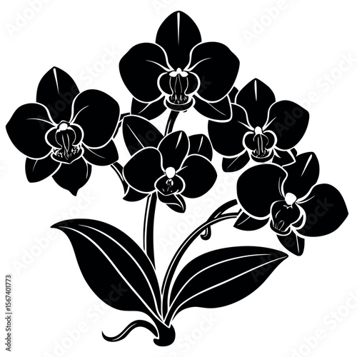 Elegant black silhouette of delicate orchid flowers