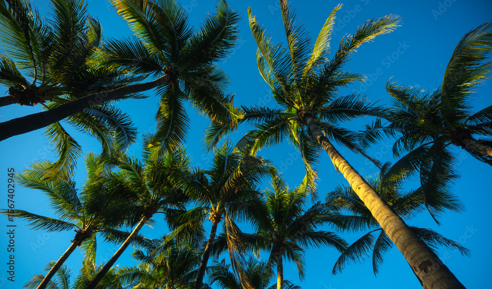 Naklejka premium Palm background. Green tropical palm texture. Palms leaf pattern. Nature tropical background. Summer background. Palm tree on blue sky. Tropical paradise. Exotic palm background. Jungle green.