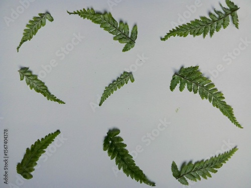 fern leaves (Pteridophyta) arranger on  white background.
