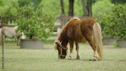 miniature horse is grazing on a green grass