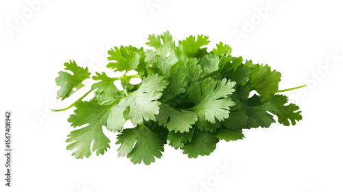 Coriander leaves close-up Transparent background, PNG