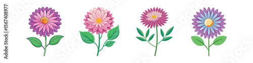 Aster Flower Flat Illustration Fall Blooming Perennial Design