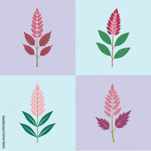 Astilbe Flower Flat Illustration Shade-Loving Perennial Garden Design