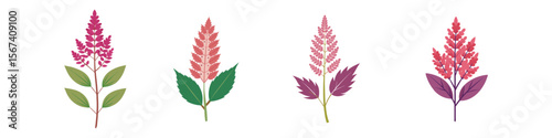 Astilbe Flower Flat Illustration Shade-Loving Perennial Garden Design