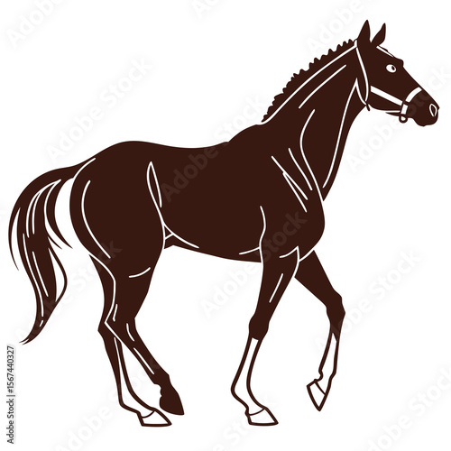 horse isolated on white background