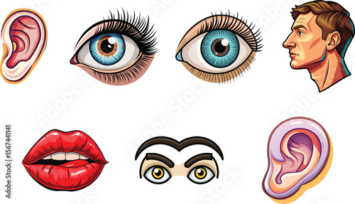 vector illustration of a human face parts,