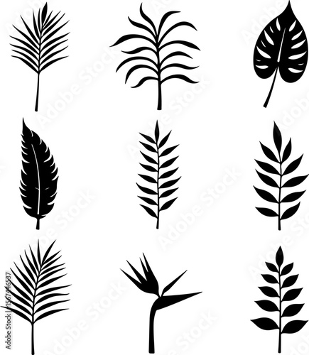 set of black leaves, feather, vector, bird, illustration, pattern, leaf, art, pen, design, nature, decoration, silhouette, set, plant, symbol, quill, vintage, icon, seamless, drawing, wing, color, bla