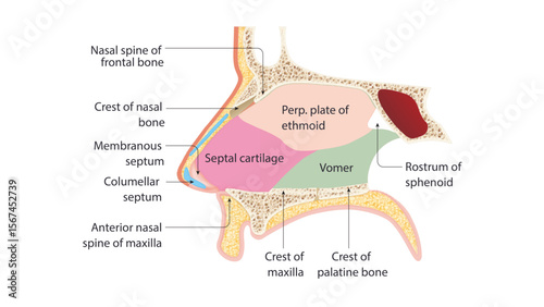 This image shows the bony and cartilaginous components of the nasal septum, which separates the left and right nasal cavities. Here's a paragraph integrating the key anatomical terms shown in vector.