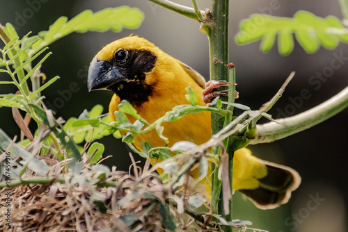 A male golden-winged weaver bird is building a nest.