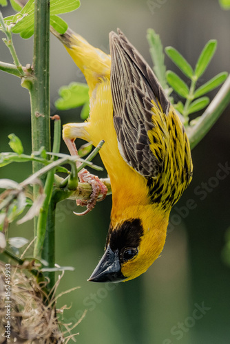 A male golden-winged weaver bird is building a nest.