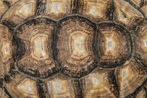 Close-up photo of Sulcata tortoise or African spurred tortoise (Centrochelys sulcata) shell carapace pattern. Concept for World Animal Day