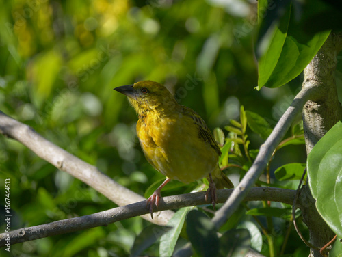 Serin du Cap - yellow weaver bird perching in natural environment 