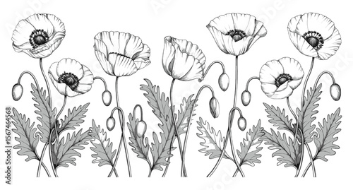 Vintage poppy flower illustration with detailed botanical line art featuring blooming stems and leaves for nature-themed design and decorative projects