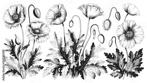 Hand-drawn poppy flower illustration set with botanical details in vintage engraving style for floral design, decor, and nature-inspired artwork