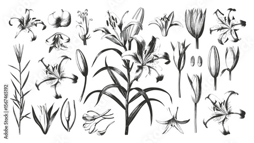 Vintage lily flower illustration set featuring hand-drawn botanical sketches with blooming and bud stages for floral design, decor, and nature artwork
