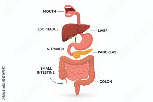 Vector diagram of human digestive system highlighting organs like esophagus, liver, stomach, intestines, and colon in colorful 3D style.