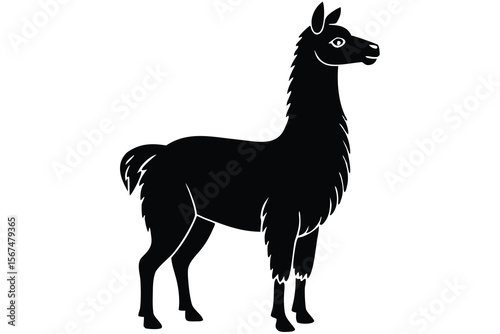 Black llama standing profile simple vector illustration animal white