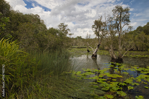 Many trees and aquatic plants in the wetland area