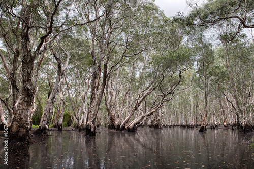 A forest with many trees in a wetland area