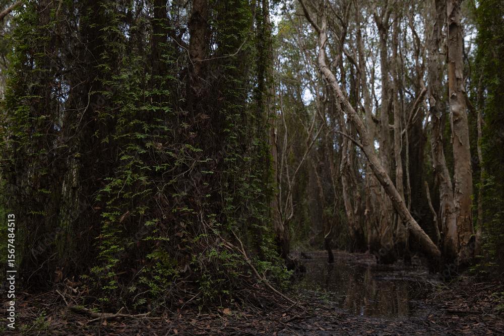 Fototapeta premium A forest with many trees and vines in the botanical garden