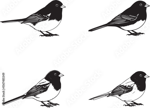 Dark-eyed Junco Silhouette