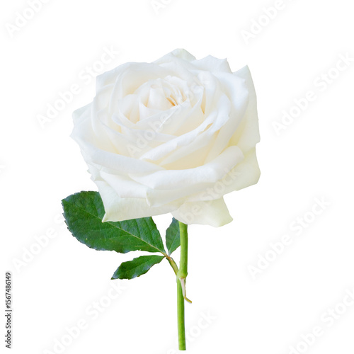 Beautiful single white rose isolated on transparent background