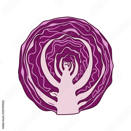 Sliced red cabbage with spiral layers on a transparent background, vibrant purple colors, copy space

