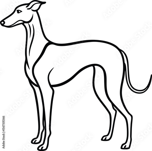 Minimalist black line art of a rare Azawakh dog elegant thin outline illustration, Azawakh dog line art, Rare dog minimalist sketch, Elegant sighthound vector