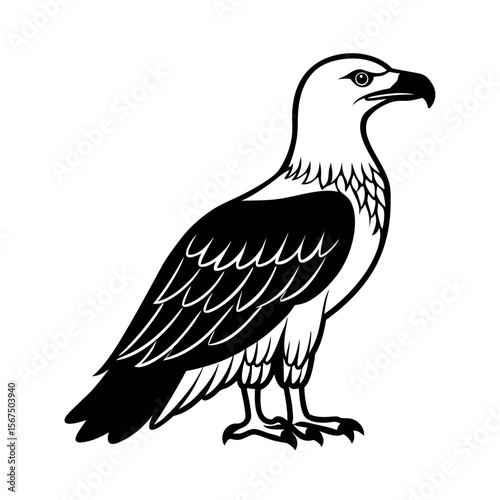White Bellied Sea Eagle Design Art