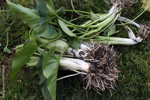Cuadro en lienzo Calla rhizomes (lat. Calla) prepared for transplantation