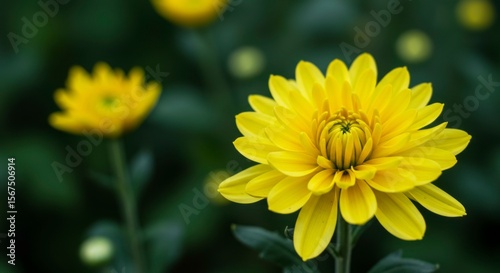Vibrant yellow flower with layered petals, standing tall against a blurred green backdrop
