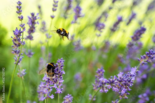 Two bumblebees on lavender, one flying and one sitting on a blossom