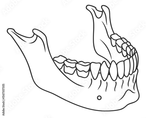 Jawbone with teeth in detailed line drawing, transparent background