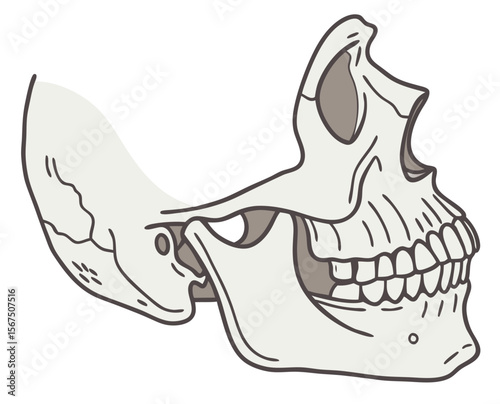 Jawbone with teeth illustration in anatomical style and detail , transparent background