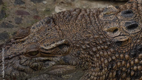 4k Close-up video footage of The saltwater crocodile (Crocodylus porosus) is a crocodilian native to saltwater habitats, brackish wetlands and freshwater rivers. Concept for World Animal Day