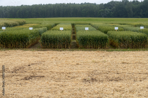 Cereal Crop Variety Trial Field with Identification Signs – Agricultural Research Plot with Different Grain Growth Stages – Ideal for Farming, Agronomy, or Scientific Use